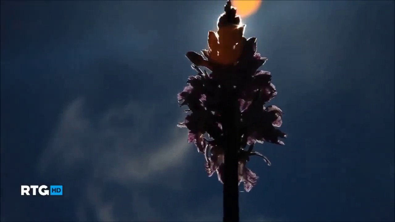 Вера Матвеева   