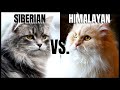 Siberian Cat VS. Himalayan Cat の動画、YouTube動画。