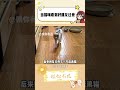 雪貂 猫咪 离谱 万万没想到 雪貂 猫咪 离谱 万万没想到