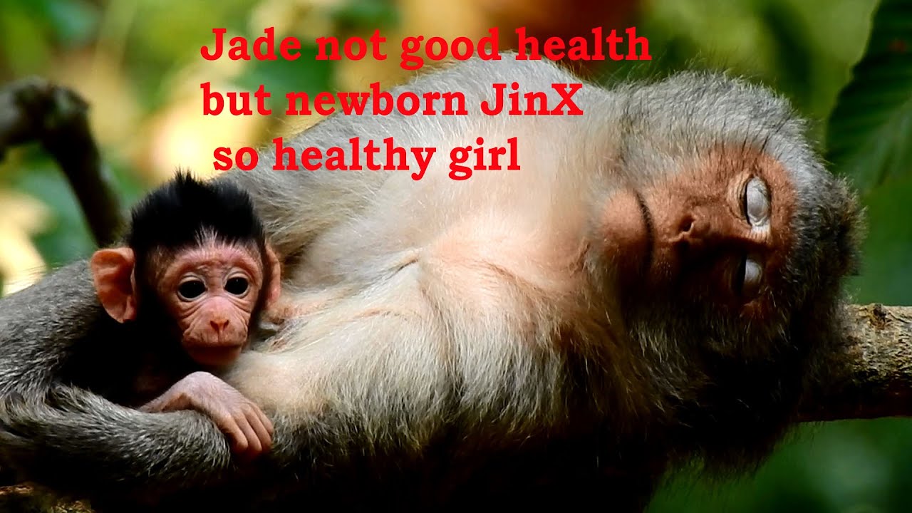 Oh, Very sad & pitiful mom Jade is not good health at all BUT newborn JinX is so alerted & healthy.