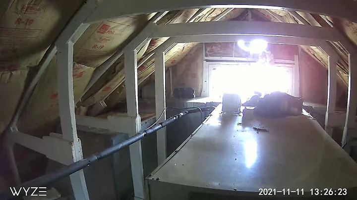 Squirrel in the attic