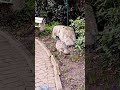 #Peacocks can fly, but not for very long # Pfauen können fliegen, aber nicht sehr lange#Vogelarten