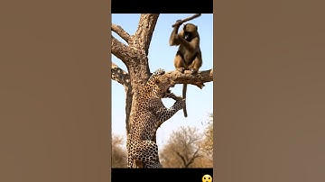 A leopard fell when it was hit by a monkey #animals #funny #animallife #cute #pets #duck #monkey