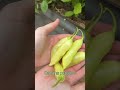 Pepper Harvest