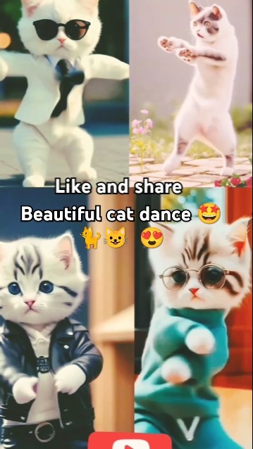 Cute cat dancing #catvideos #dance #shorts #cute #shortsvideo 😺🐈 - YouTube