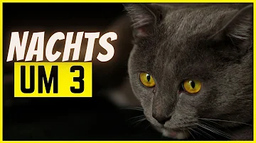 Was machen Katzen nachts im Freien?