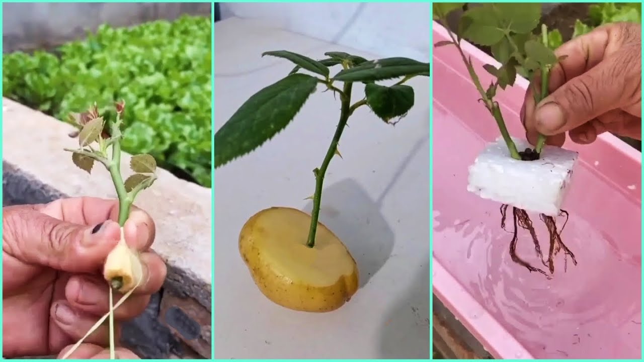 Easy & Amazing Ways To Grow Rose & Other Plants From Cutting and Seeds ...