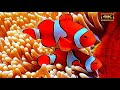 ОКЕАНАРИУМ И ЗООПАРК  4К / AQUARIUM , ZOO 4K ULTRA HD