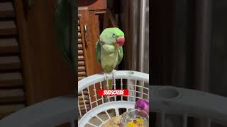 #talkingparot #parrot #birds #nonstoptalkingparrot #talkingparrot #youtubeshorts #funny #trending
