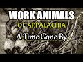 Work Animals of Appalachia, A Time Gone By.