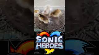 Sonic Heroes in Real Life #sonic #meme