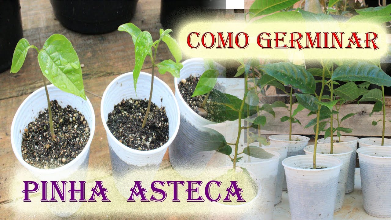 Como germinar sementes de Pinha vermelha Asteca , mais desenvolvimento .
