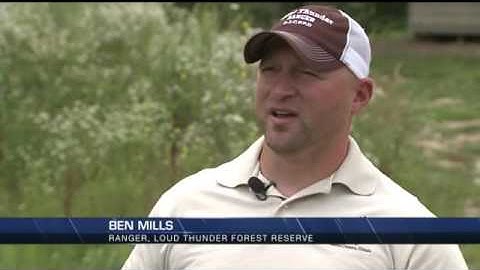 Wild parsnip plant can burn skin