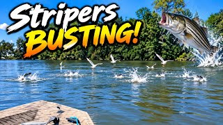 Rockfish - ( Striped Bass) busting bait fish!