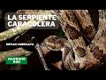 Me encontré con la Dipsas variegata -La serpiente que come caracoles 🐍🐌