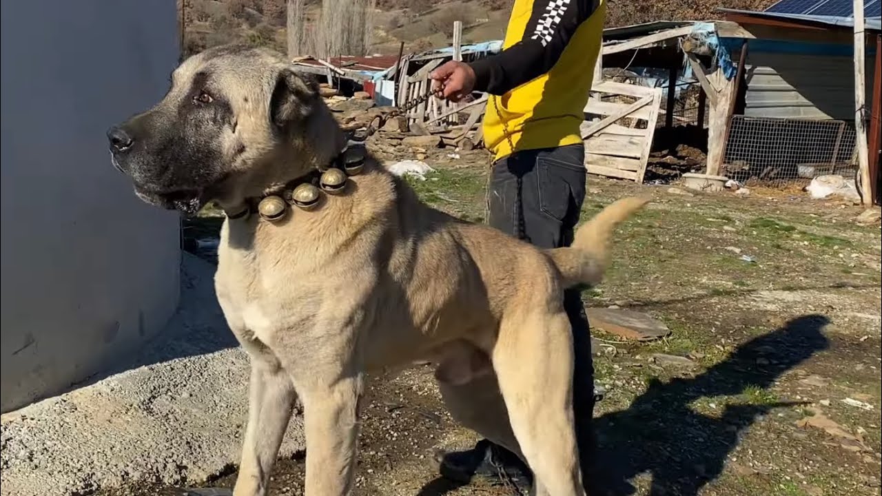 САМЫЕ БОЛЬШИЕ В МИРЕ ОВЦЫ И ОВЧАРКИ