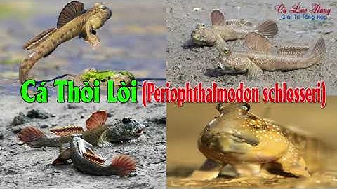 Cá Thòi Lòi một đặc sản Miền Tây nhất là ở Cù Lao Dung