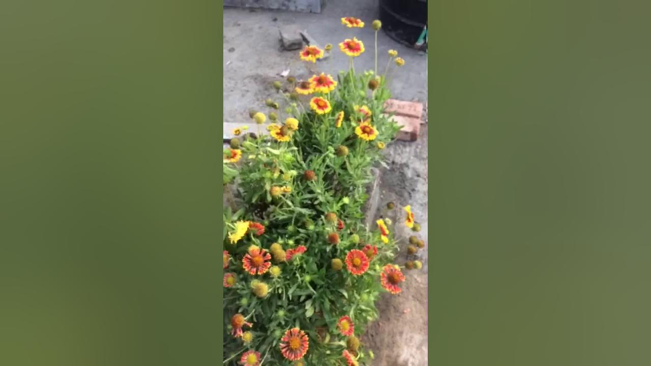how to collect gaillardia seeds YouTube