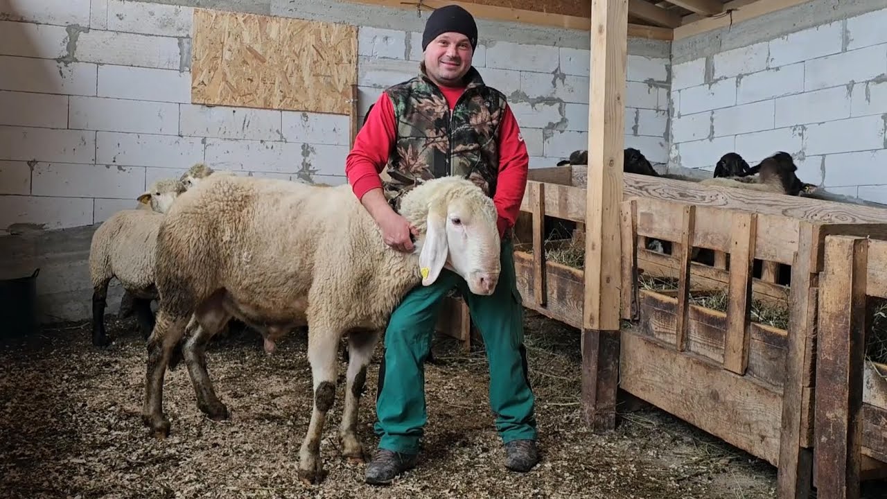 В доме Валентина Думитреску живут овцы разных пород и гигантский баран.