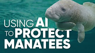 Download Lagu Using AI To Protect Manatees | Science in Seconds MP3 Download Lagu Using AI To Protect Manatees | Science in Seconds MP3