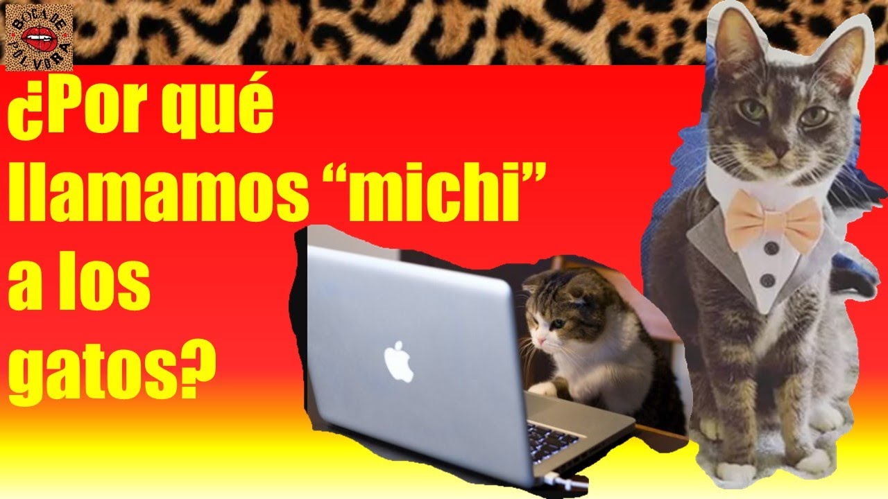 Por qué se les dice michi a los gatos - YouTube