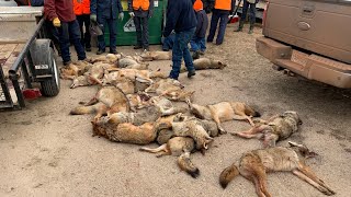 Amish Coyote Hunting 2021!!! (30 Coyote Day)