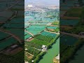بەیانیتان باش چەند دیمەنێکی دڵگیر و ناوازەی حەوزەکانی ماسی لە تەقتەق بەیانیتان باش چەند دیمەنێکی دڵگیر و ناوازەی حەوزەکانی ماسی لە تەقتەق