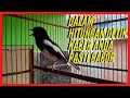 Suara Kacer Betina Memanggil Jantan Gacor Ngobra Teler Full Isian Memancing Birahi Poci Mp3 - Mp4 Download
