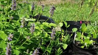 Bumblebee Attack