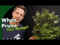 When and how to prune bonsai? (Bonsai Fundamentals)