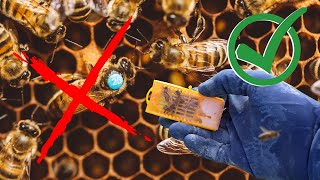 How To Requeen A Beehive Without Removing Queen Cells