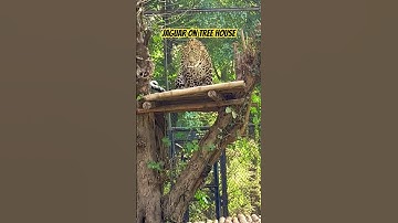 Jaguar on Tree House | wild Animals #shorts #youtubeshorts #shortvideo #ytshorts #jaguars #wild #yt