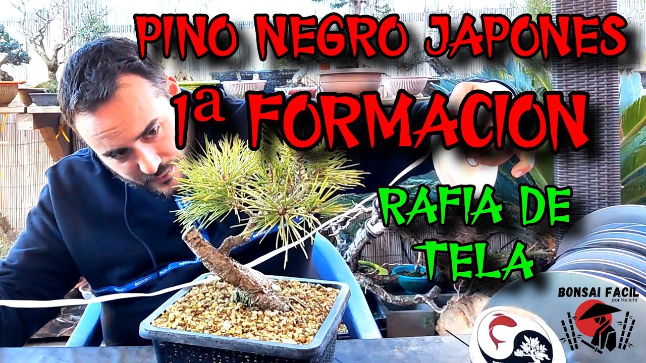 Rafia al pino negro por si el Crek! Bonsai Facil