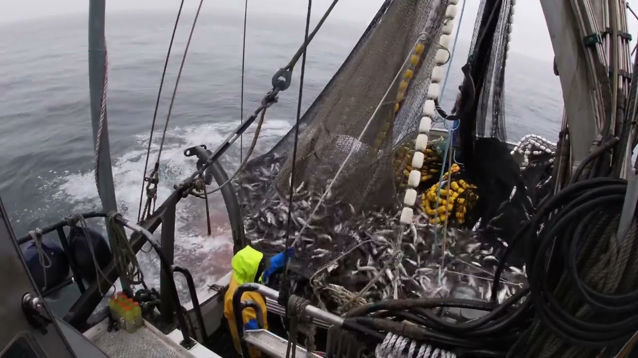 Southeast Alaska Seining