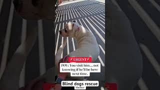 Blind Dog Rescue UK156 Cabin LaneOswestryShropshireSY11 2PFUnited Kingdom#newyork