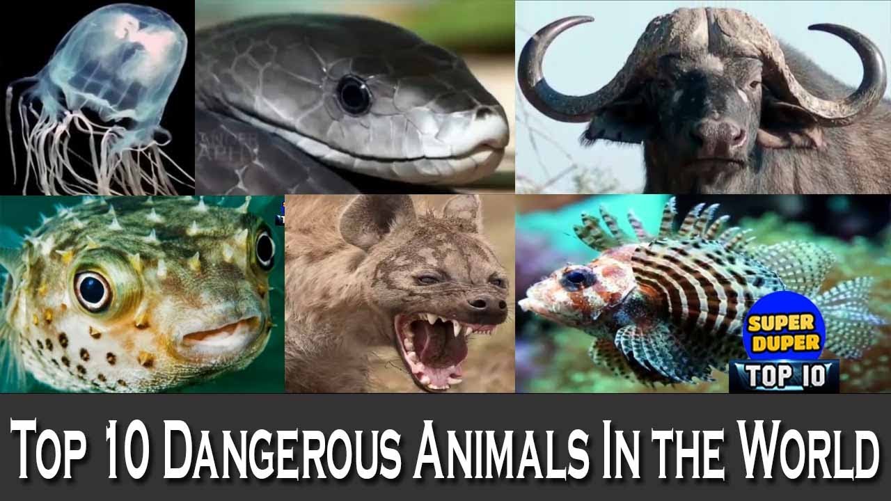 Top 10 Dangerous Animals In The World HD Latest 2018 YouTube top-10-dangerous-animals-in-the-world-hd-latest-2018-youtube