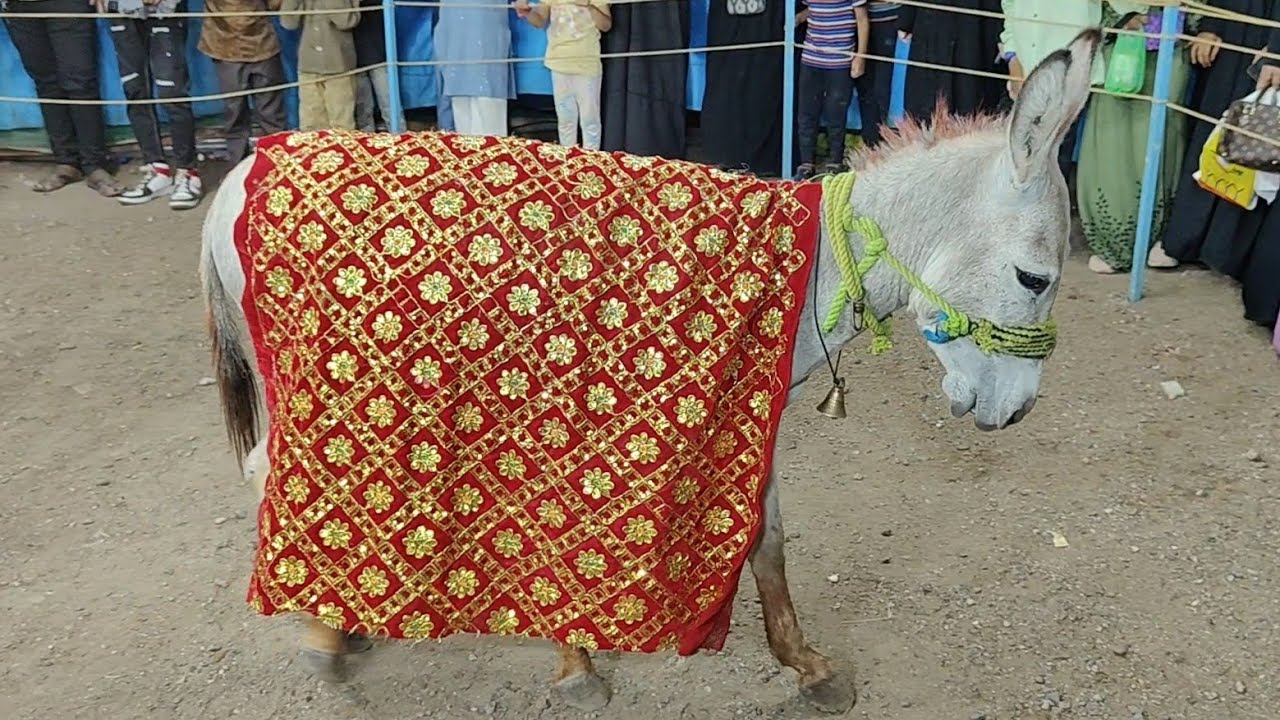 Pannalal gadha show full comedy#gulbarga #karnataka #funny
