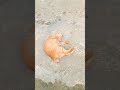 Tabiat di waktu pagi berguling atas semin #cat #cutecat #viralshort #viralvideo