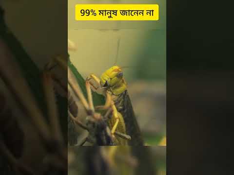 ভিডিও: ফড়িংদের কি কান আছে?