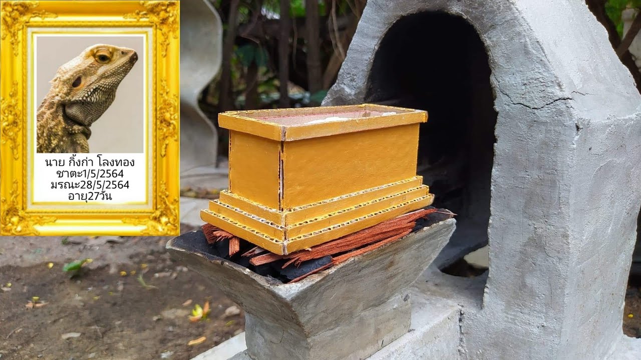 ส่งสการเผาศพกิ้งก่าโลงทอง(ลูกหนูพระราชทานเพลิงศพ)เผาศพสัตว์