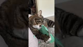 #shorts #животные #кот #котики  Школа теперь у тебя нет власти надомной