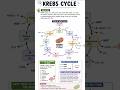 KREBS CYCLE | EASY TRICK | MADE SIMPLE | BIOCHEMISTRY | 11th | Neet| #csirnet#krebs#biochemistry