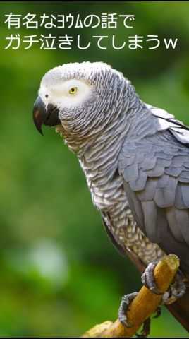 【🐦】ガチで號泣してしまうmido