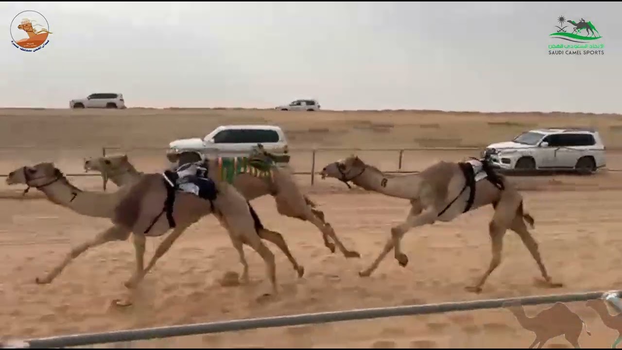 الشوط الثاني قعدان جذاع /  ملفت معلا ناشي الحربي