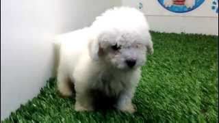 Perros Cachorros French Poodle Mini Toy