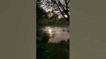 سورة غافر الآية (41/42/43) #ويا_قوم_مالي_أدعوكم_إلى_النّجاة #القارئ_ياسر_الدوسري