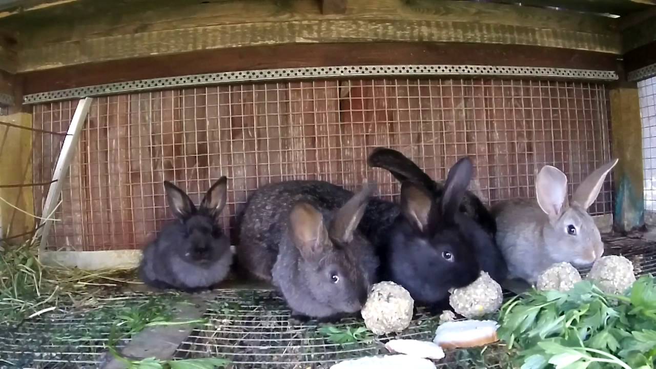 Разведение кроликов на даче – оптимальный вариант