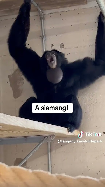 Have you heard this sound before? #siamang #siamangs #ape #animalnoises #coolanimals