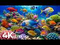 AQUARIUM 4K (ULTRA HD) - Beautiful Fish Swimming &amp; Colorful Sea Life Video 🐠 Deep Sleep Music #24