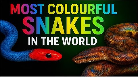 10 Most Colorful Snakes in the World